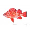 Yelloweye rockfish Yelloweye rockfish