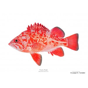 Vermilion rockfish Vermilion rockfish