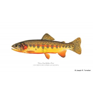 Volcano Creek Golden Trout Volcano Creek Golden Trout