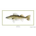 Yellow perch Yellow perch