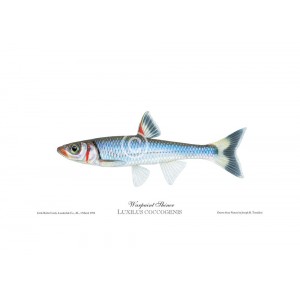 Warpaint shiner Warpaint shiner