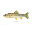 Westslope cutthroat trout Westslope cutthroat trout