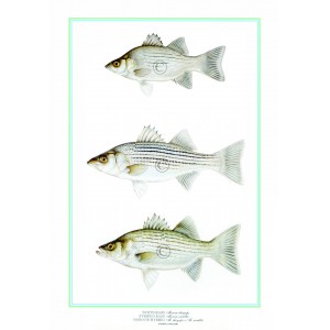 White Bass/Striped Bass/Hybrid White Bass/Striped Bass/Hybrid
