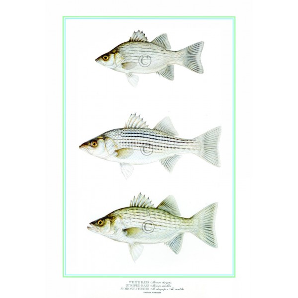 White Bass/Striped Bass/Hybrid White Bass/Striped Bass/Hybrid