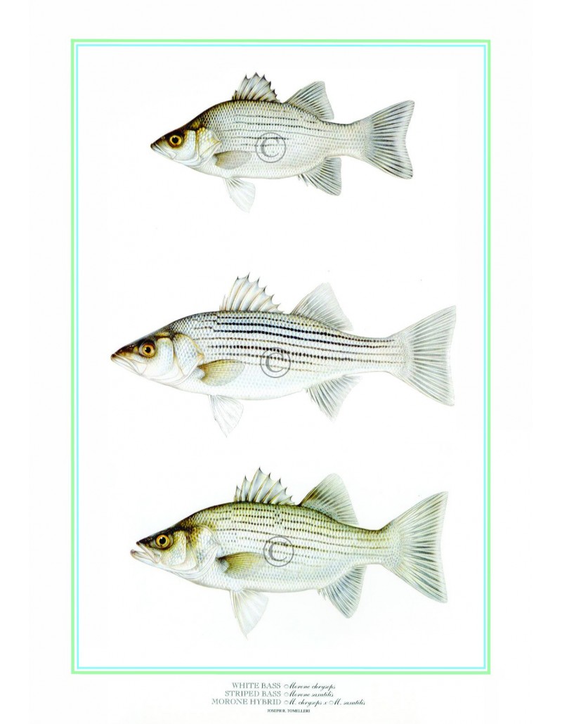 White Bass/Striped Bass/Hybrid