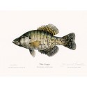 Black Crappie Black Crappie