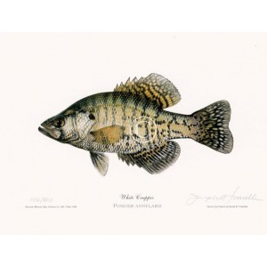 White Crappie White Crappie