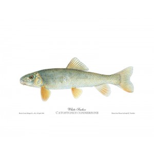 White sucker White sucker