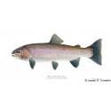 Westslope cutthroat trout Westslope cutthroat trout
