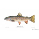 Williamson Rainbow Trout Williamson Rainbow Trout