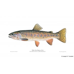 Willow Creek cutthroat trout Willow Creek cutthroat trout