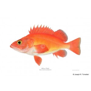 Yelloweye rockfish Yelloweye rockfish