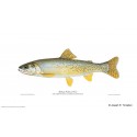 Quinn River Cutthroat Trout Quinn River Cutthroat Trout