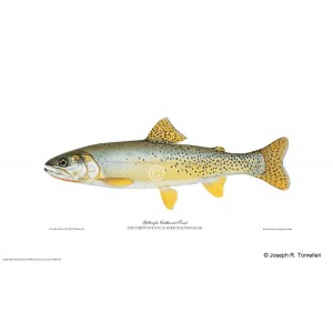 Yellowfin cutthroat trout Yellowfin cutthroat trout
