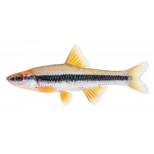 Yellowfin shiner, male, Notropis lutipinnis