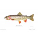 Westslope cutthroat trout Westslope cutthroat trout