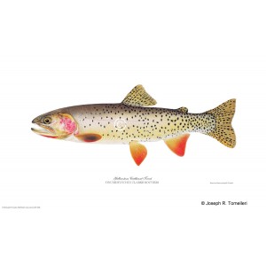 Yellowstone cutthroat trout Yellowstone cutthroat trout