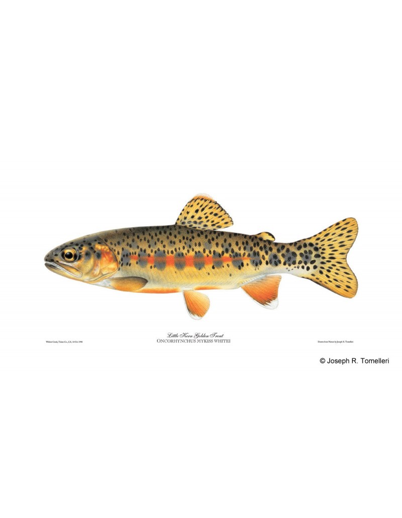 little-kern-golden-trout.jpg