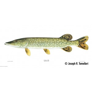 Northern Pike Northern Pike