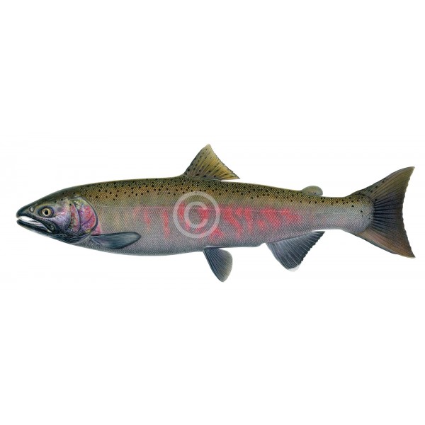 Coho Salmon, spawning female