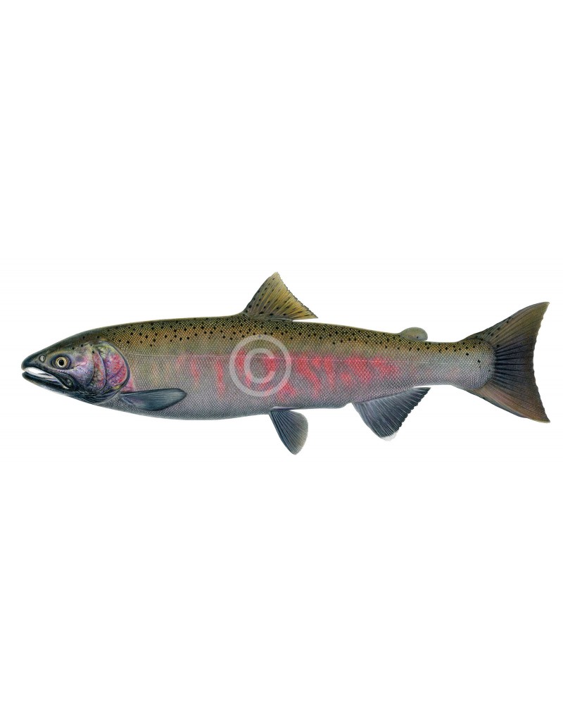Coho Salmon, spawning female