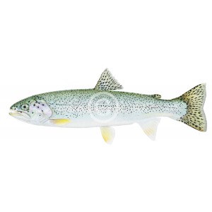 Coastal Cutthroat Trout Coastal Cutthroat Trout