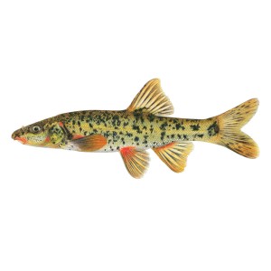 Umatilla dace Umatilla dace