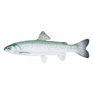 Steelhead (post-smolt) Steelhead (post-smolt)