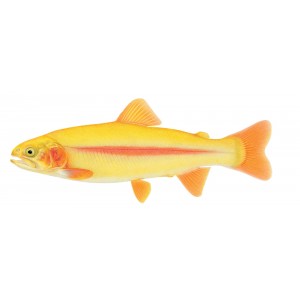 Golden Rainbow Trout (Palomino) Golden Rainbow Trout (Palomino)
