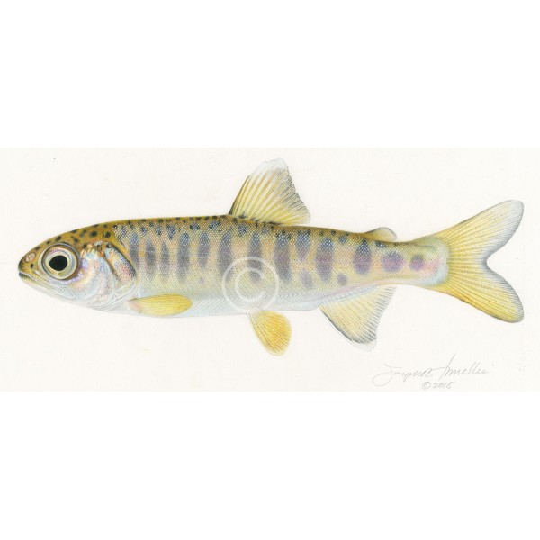https://www.americanfishes.com/216-large_default/coho-salmon-smolt.jpg