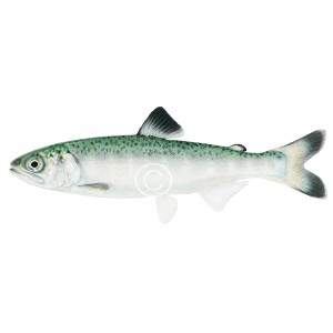 Chinook salmon post-smolt Chinook salmon post-smolt