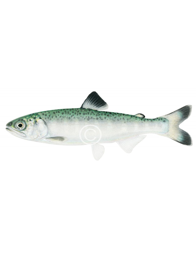 Chinook salmon postsmolt