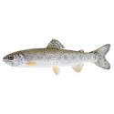 Chinook salmon post-smolt Chinook salmon post-smolt