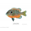 Green Sunfish Green Sunfish