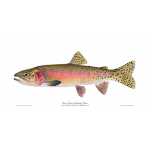 Quinn River Cutthroat Trout Quinn River Cutthroat Trout