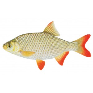 Rudd (Scardinius erythrophthalmus) Rudd (Scardinius erythrophthalmus)