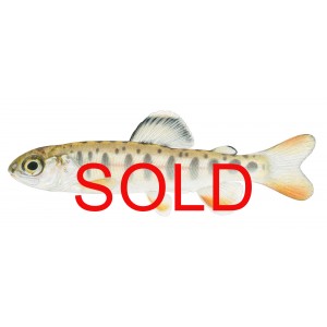 Steelhead parr Steelhead parr