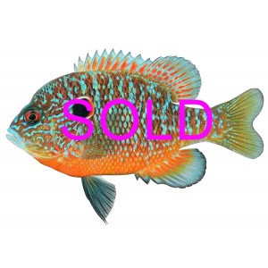 Northern sunfish (Lepomis peltastes) Northern sunfish (Lepomis peltastes)