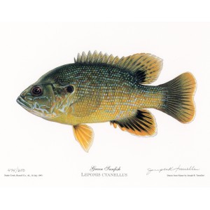 Green Sunfish Green Sunfish