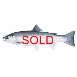 Steelhead (Ocean bright) Steelhead (Ocean bright)