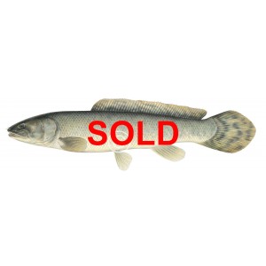 Bowfin, female Bowfin, female