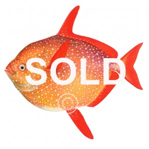 Opah (Moonfish) Opah (Moonfish)