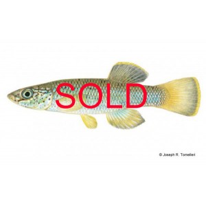 Speckled studfish, Fundulus rathbuni Speckled studfish, Fundulus rathbuni