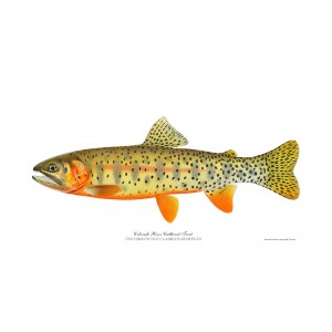 Colorado River cutthroat trout