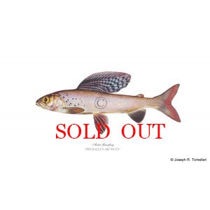 Arctic Grayling Arctic Grayling