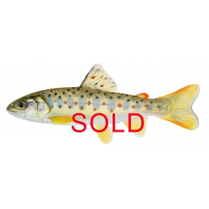 Brown trout, juvenile Brown trout, juvenile