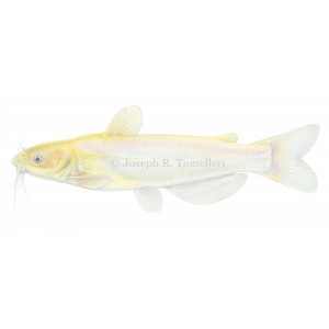 Albino Channel catfish, Ictalurus punctatus