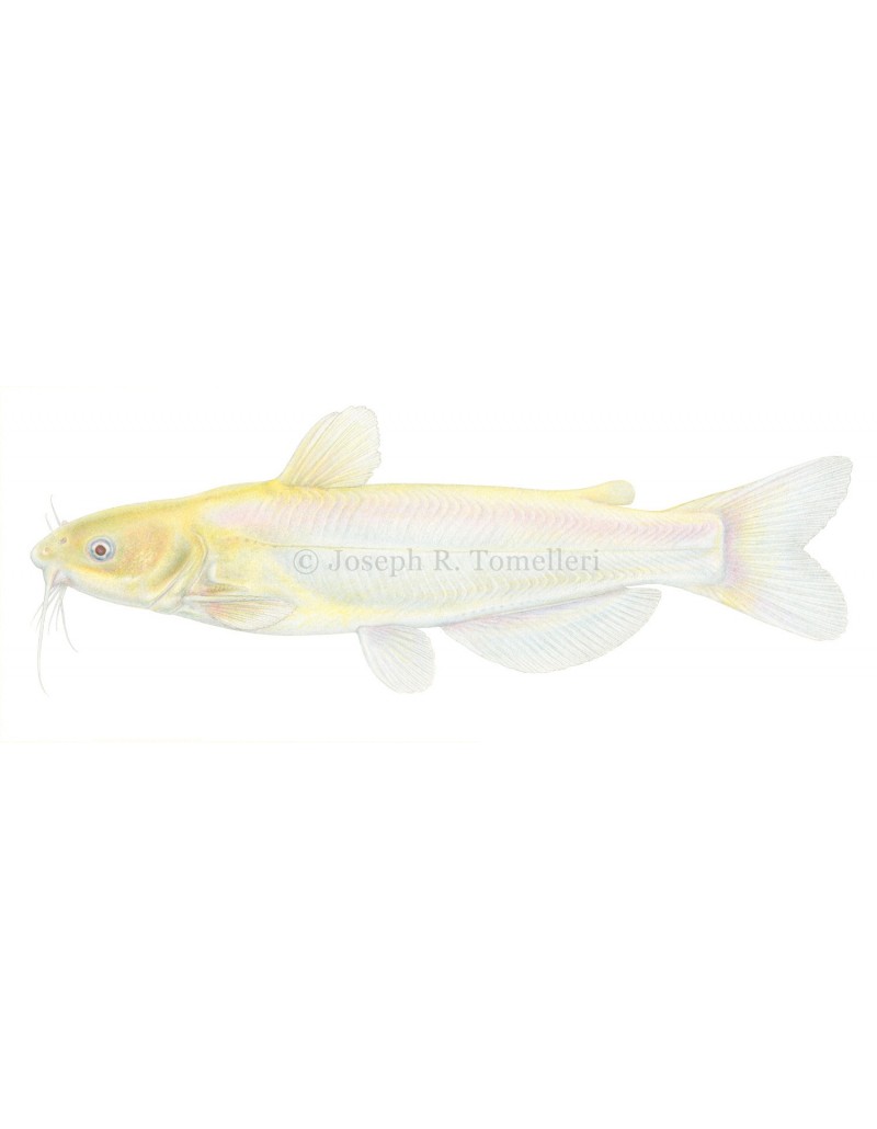 The Channel Catfish Ictalurus Punctatus, Invasive Species in Spain