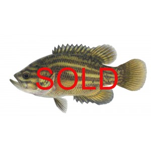 Mud sunfish (Acantharchus pomotis) Mud sunfish (Acantharchus pomotis)