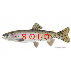 Willow Whitehorse cutthroat trout Willow Whitehorse cutthroat trout